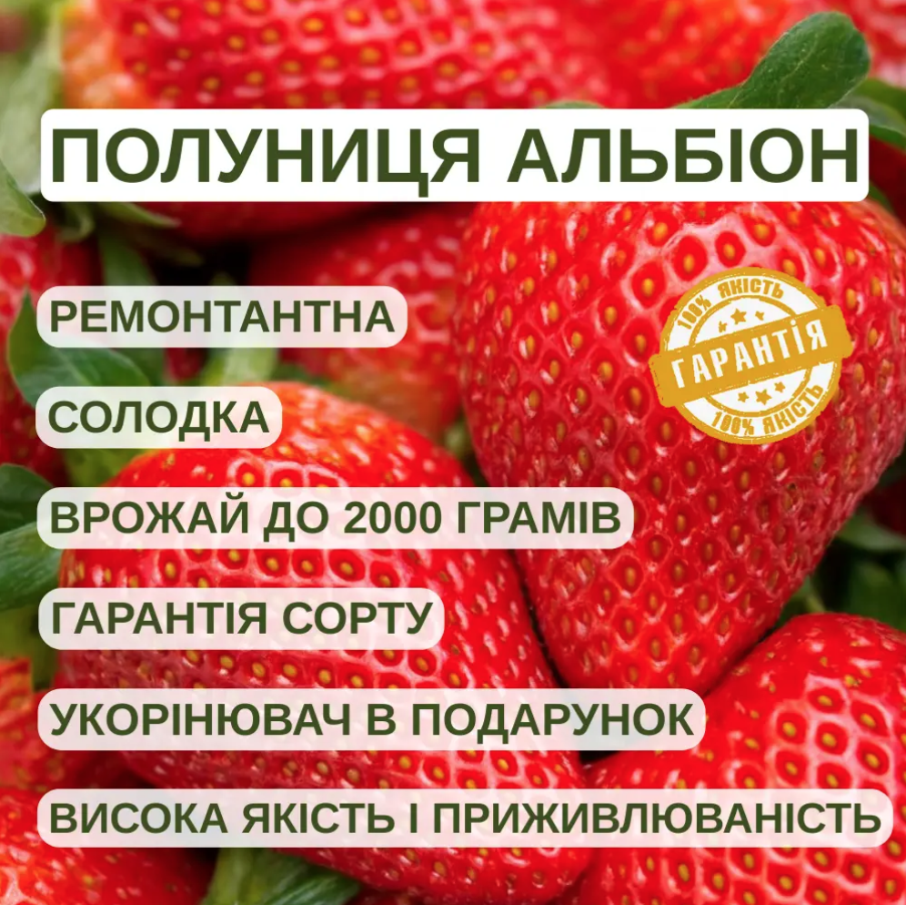 Томат Форте Маре F1